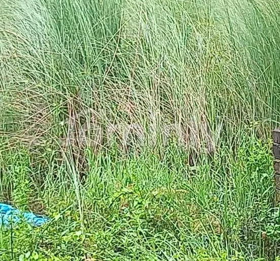 3 Katha Registered Plot for Sale | Bashundhara R/A, P Block | Urgent Sale with Complete Mutation Papers